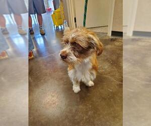 Schweenie Dogs for adoption in Rockwall, TX, USA