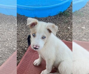 Australian Retriever Dogs for adoption in Bolivar, MO, USA