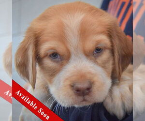 Boxador Dogs for adoption in Huntley, IL, USA