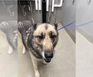 German Shepherd Dog-Huskies  Mix Dogs for adoption in Las Vegas, NV, USA