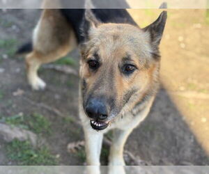 German Shepherd Dog Dogs for adoption in Tulsa, OK, USA