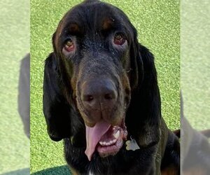 Bloodhound Dogs for adoption in COLUMBIA, MD, USA