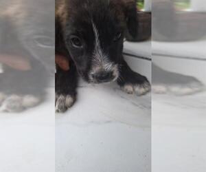 Great Dane-Labrador Retriever Mix Dogs for adoption in San Antonio, TX, USA
