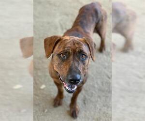 American Pit Bull Terrier-Unknown Mix Dogs for adoption in Riverside, CA, USA