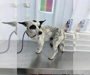 Chihuahua Dogs for adoption in Bakersfield, CA, USA