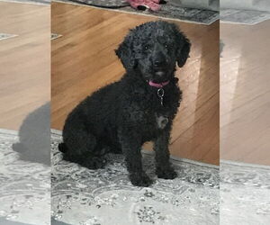 Poodle (Miniature) Dogs for adoption in Sioux Falls, SD, USA