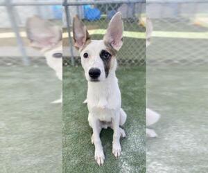 Canaan Dog-Unknown Mix Dogs for adoption in Miami, FL, USA