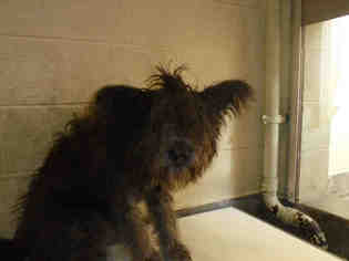 Briard Dogs for adoption in Upland, CA, USA