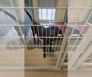 Labrador Retriever-Unknown Mix Dogs for adoption in Texas City, TX, USA