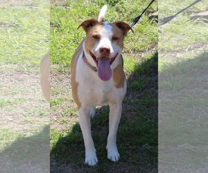 Labrador Retriever-Staffordshire Bull Terrier Mix Dogs for adoption in Bandera, TX, USA