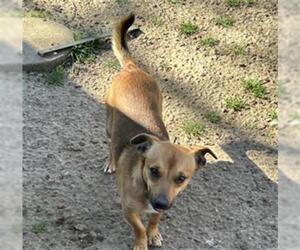 Chihuahua Dogs for adoption in San Martin, CA, USA