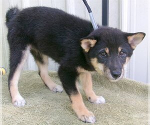 Shiba Inu Dogs for adoption in Mountain View, MO, USA