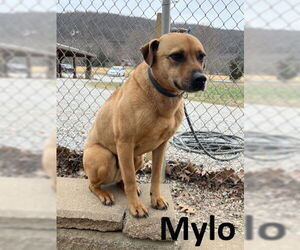 Mountain Cur-Unknown Mix Dogs for adoption in Mountain View, AR, USA