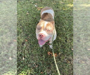 American Bulldog-Staffordshire Bull Terrier Mix Dogs for adoption in Lee's Summit, MO, USA