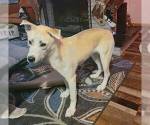 Huskies -Unknown Mix Dogs for adoption in Genesee, WI, USA