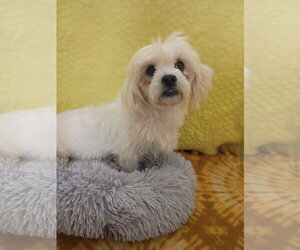 Medium Photo #1 Shih Tzu Puppy For Sale in Pacolet, SC, USA