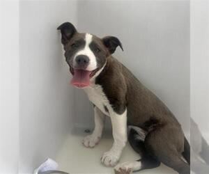 American Pit Bull Terrier-Unknown Mix Dogs for adoption in Redlands, CA, USA