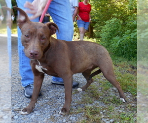 American Pit Bull Terrier-Unknown Mix Dogs for adoption in Dickson, TN, USA