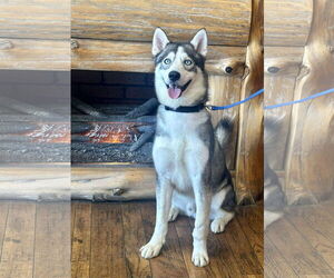 Siberian Husky Dogs for adoption in Menifee, CA, USA