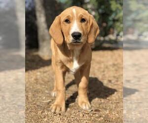 Basset Retriever Dogs for adoption in PIPE CREEK, TX, USA