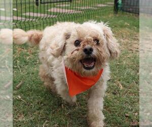 Poodle (Miniature) Dogs for adoption in San Antonio, TX, USA