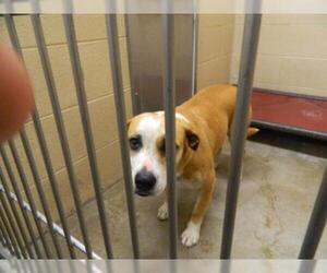 American Staffordshire Terrier-Unknown Mix Dogs for adoption in Pikeville, KY, USA