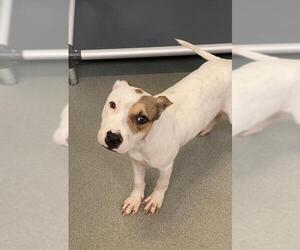 American Pit Bull Terrier-Unknown Mix Dogs for adoption in Fayetteville, NC, USA