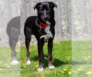 Labrador Retriever-Unknown Mix Dogs for adoption in Brewster, MA, USA