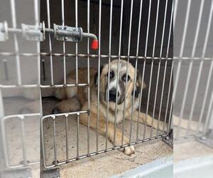 Anatolian Shepherd-Unknown Mix Dogs for adoption in Oklahoma City, OK, USA