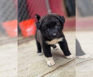 American Pit Bull Terrier-Siberian Husky Mix Dogs for adoption in Bellingham, WA, USA