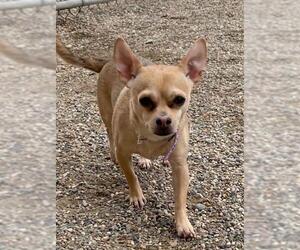 Chihuahua Dogs for adoption in Bemidji, MN, USA