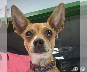 Chihuahua-Unknown Mix Dogs for adoption in Washington, DC, USA