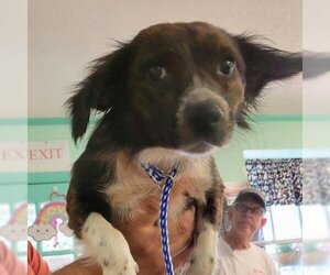 Mutt Dogs for adoption in Madisonville, TN, USA