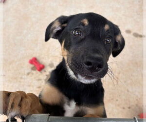 German Shepherd Dog-Unknown Mix Dogs for adoption in Rustburg, VA, USA