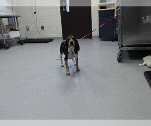 Beagle Dogs for adoption in Fayetteville, NC, USA