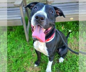 American Pit Bull Terrier-Bull Terrier Mix Dogs for adoption in Long Beach, CA, USA
