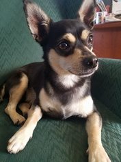 Medium Photo #1 Chihuahua Puppy For Sale in Pacolet, SC, USA