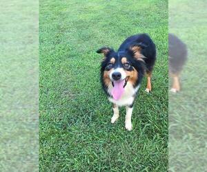 Australian Shepherd Dogs for adoption in Conway, AR, USA