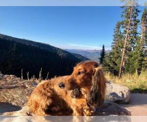 Dachshund Dogs for adoption in Evergreen, CO, USA
