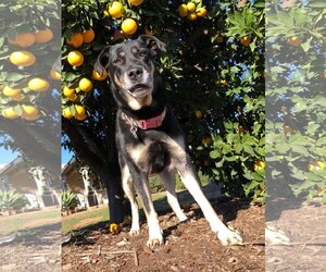 Labrottie Dogs for adoption in  Ramona, CA, USA