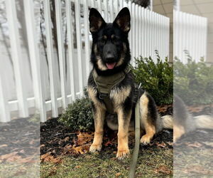 Mutt Dogs for adoption in FRAMINGHAM, MA, USA