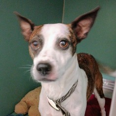Boston Terrier-Jack Russell Terrier Mix Dogs for adoption in Pensacola, FL, USA
