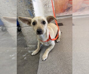 Chihuahua-Unknown Mix Dogs for adoption in San Bernardino, CA, USA