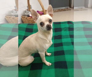 Chihuahua-Unknown Mix Dogs for adoption in York, SC, USA