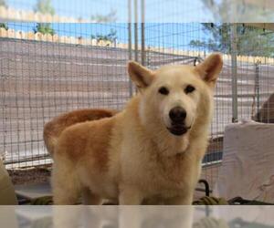 Alaskan Malamute Dogs for adoption in Cottonwood, AZ, USA