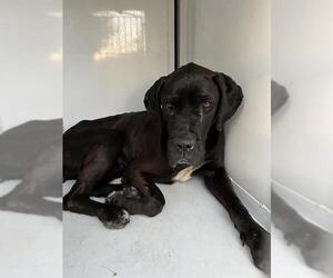 Mutt Dogs for adoption in Sacramento, CA, USA