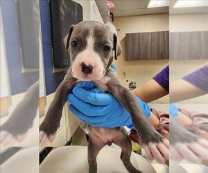 American Pit Bull Terrier Dogs for adoption in Conroe, TX, USA