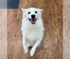 American Eskimo Dog Dogs for adoption in Evansville, IN, USA