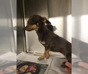Chiweenie Dogs for adoption in Sebec, ME, USA