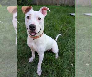 Mutt Dogs for adoption in Springdale, PA, USA